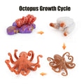 Animal Life Cycle Board Children Toys Montessori Teaching Aids Plant Animal Growth Cycle Model Set preschool cognitive Toys