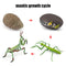 Animal Life Cycle Board Children Toys Montessori Teaching Aids Plant Animal Growth Cycle Model Set preschool cognitive Toys
