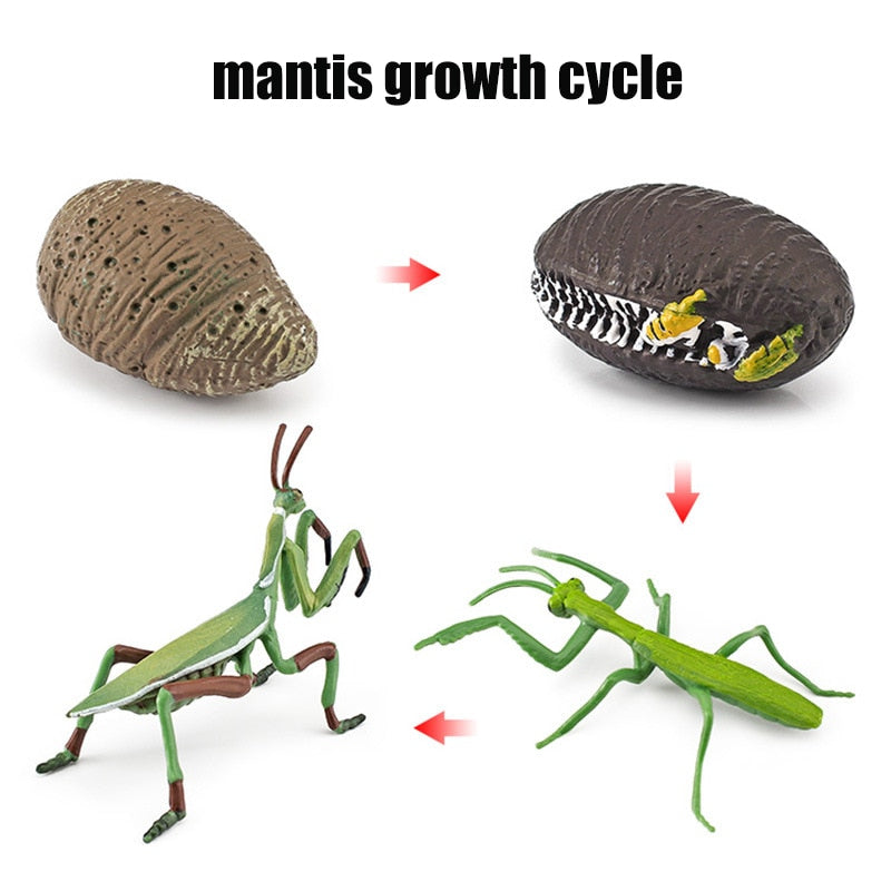 Animal Life Cycle Board Children Toys Montessori Teaching Aids Plant Animal Growth Cycle Model Set preschool cognitive Toys