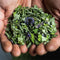 Africa Wild Rosemary Oil Crazy Hair Growth Traction Alopecia Chebe Powder Hair Loss Regrow your Edges Bald Spots Thinnin Hair