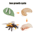 Animal Life Cycle Board Children Toys Montessori Teaching Aids Plant Animal Growth Cycle Model Set preschool cognitive Toys