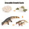 Animal Life Cycle Board Children Toys Montessori Teaching Aids Plant Animal Growth Cycle Model Set preschool cognitive Toys