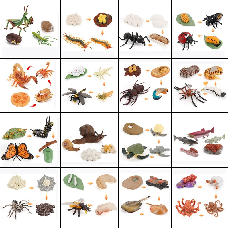 Animal Life Cycle Board Children Toys Montessori Teaching Aids Plant Animal Growth Cycle Model Set preschool cognitive Toys