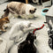 Smart Sensing Interactive Cat Toys Automatic Eletronic Snake Cat Teasering Play USB Rechargeable Kitten Toys for Cats Dogs Pet