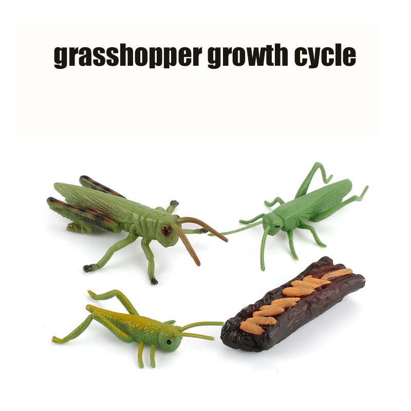 Animal Life Cycle Board Children Toys Montessori Teaching Aids Plant Animal Growth Cycle Model Set preschool cognitive Toys