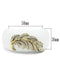 Bangle Gold Bangles VL028 Gold - Brass Bangle with Synthetic in White Alamode Fashion Jewelry Outlet