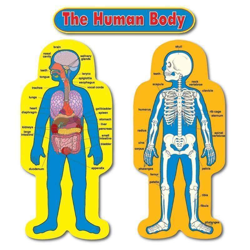 BB SET CHILD-SIZE HUMAN BODY 2-Learning Materials-JadeMoghul Inc.