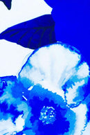 Blue Blood Olivia Bodycon Midi Dress - Women-Blue Blood-XS-Blue/White-JadeMoghul Inc.