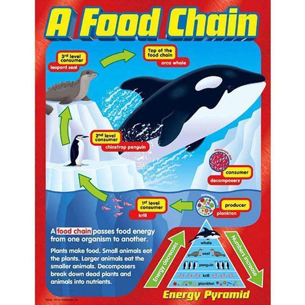 CHART A FOOD CHAIN GR 2-5-Learning Materials-JadeMoghul Inc.