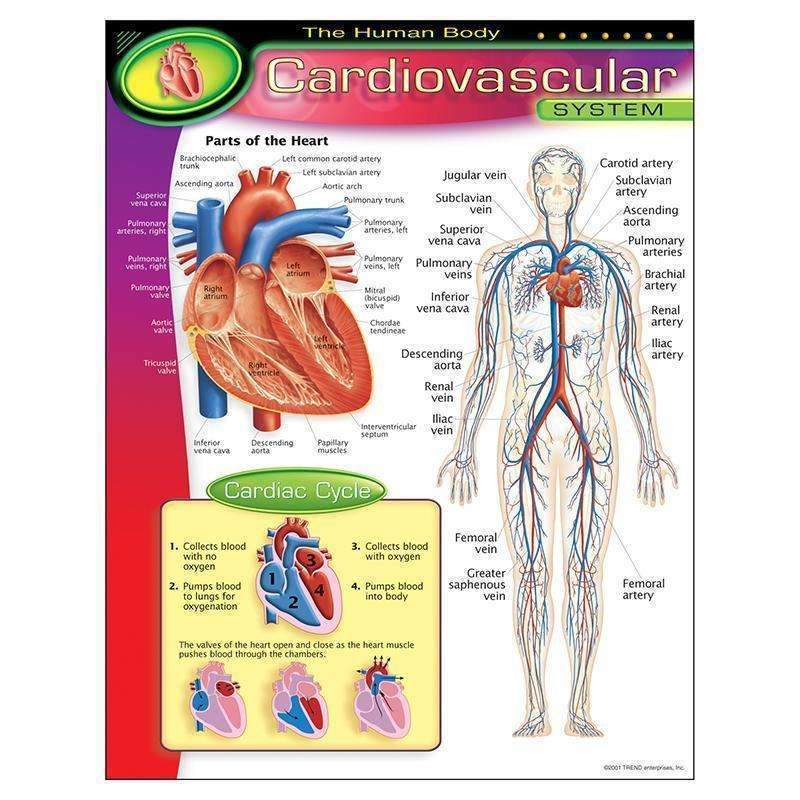 CHART CARDIOVASCULAR SYSTEM-Learning Materials-JadeMoghul Inc.