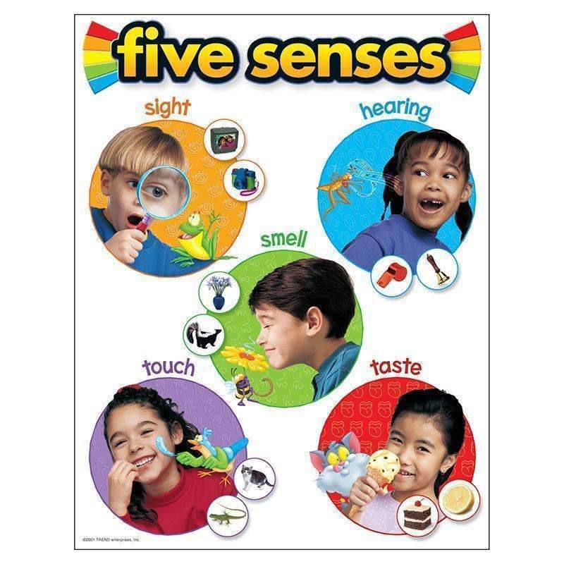 CHART FIVE SENSES 17 X 22 GR PK-2-Learning Materials-JadeMoghul Inc.