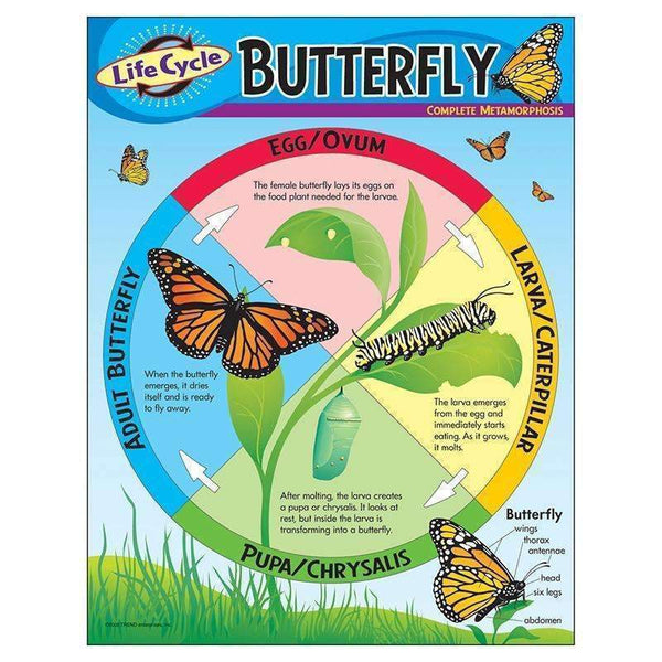 CHART LIFE CYCLE OF A BUTTERFLY-Learning Materials-JadeMoghul Inc.