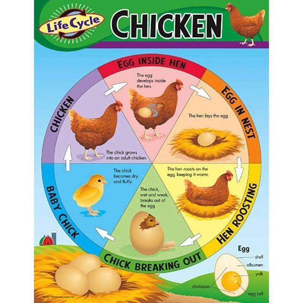 CHART LIFE CYCLE OF A CHICKEN-Learning Materials-JadeMoghul Inc.