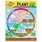 CHART LIFE CYCLE OF A PLANT K-3-Learning Materials-JadeMoghul Inc.