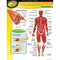 CHART MUSCULAR SYSTEM-Learning Materials-JadeMoghul Inc.