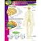 CHART NERVOUS SYSTEM-Learning Materials-JadeMoghul Inc.