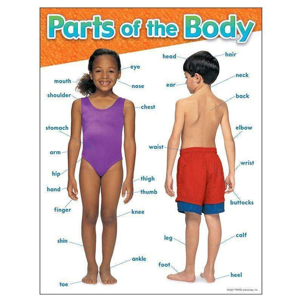 CHART PARTS OF THE BODY-Learning Materials-JadeMoghul Inc.