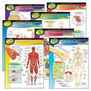 CHART PK THE HUMAN BODY 7/PK 17X22-Learning Materials-JadeMoghul Inc.