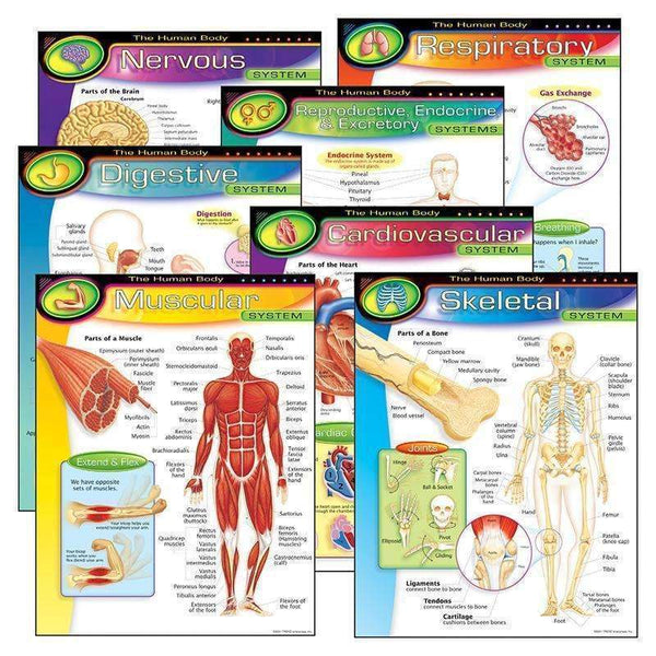 CHART PK THE HUMAN BODY 7/PK 17X22-Learning Materials-JadeMoghul Inc.