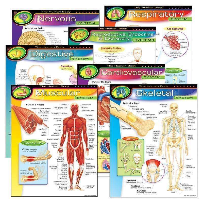 CHART PK THE HUMAN BODY 7/PK 17X22-Learning Materials-JadeMoghul Inc.