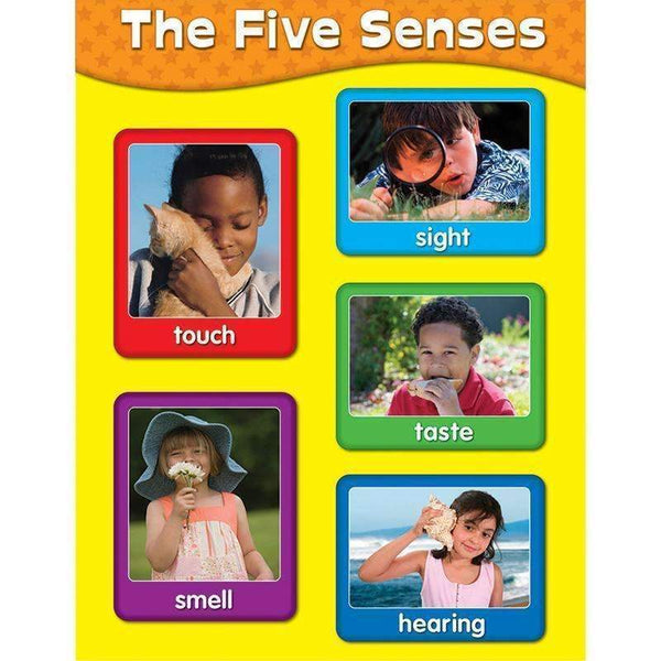 CHARTLETS THE FIVE SENSES-Learning Materials-JadeMoghul Inc.