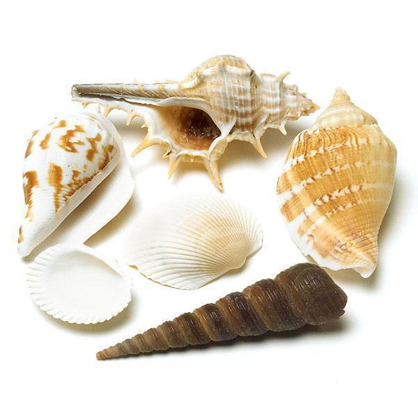 Decorative Natural Shells (Pack of 1)-Favor-JadeMoghul Inc.