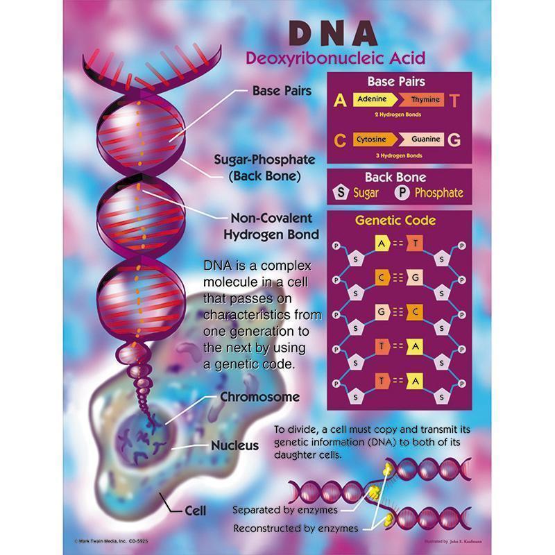 DNA CHART-Learning Materials-JadeMoghul Inc.