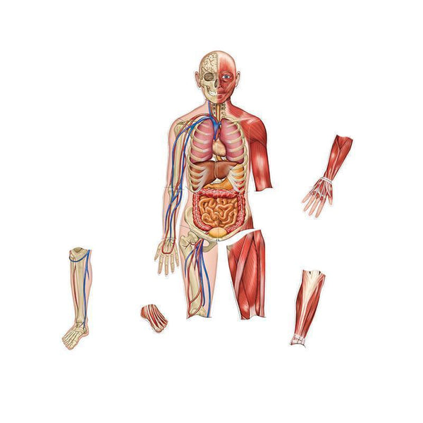 DOUBLE-SIDED MAGNETIC HUMAN BODY-Learning Materials-JadeMoghul Inc.