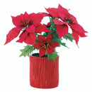 Home Decor Ideas Everlasting Poinsettia Plant