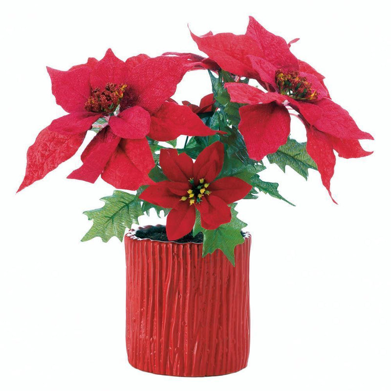 Home Decor Ideas Everlasting Poinsettia Plant