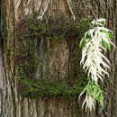 Faux Moss and Wicker Square Frame - Small (Pack of 1)-Table Top Décor-JadeMoghul Inc.