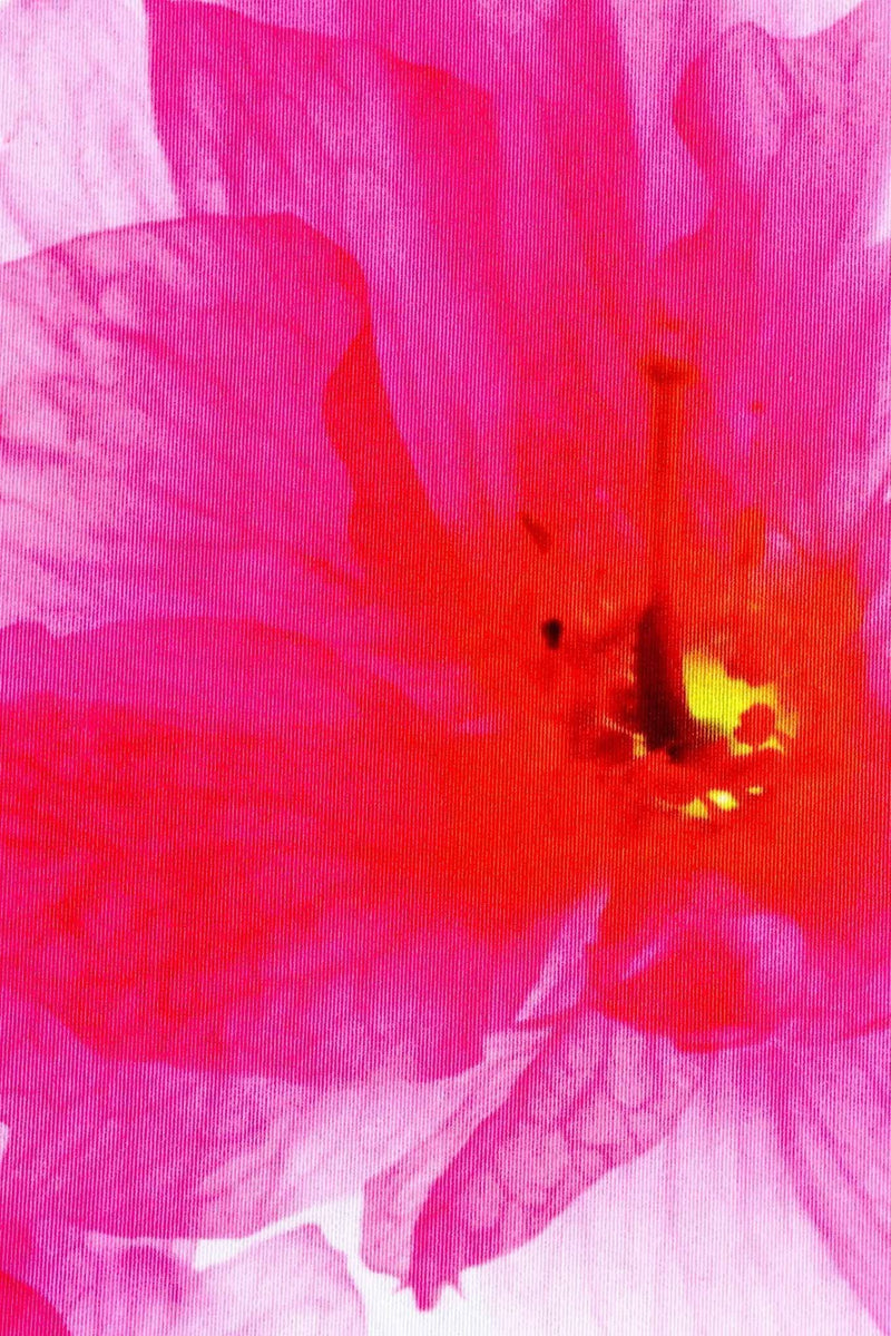 Fragrance Zoe White Pink Floral Print Designer Tee - Women-Fragrance-XS-White/Pink-JadeMoghul Inc.
