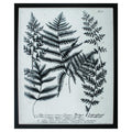 Frames Modern Picture Frames - 26" X 32" Dark Wood Toned Frame Charcoal Fern Gather II HomeRoots