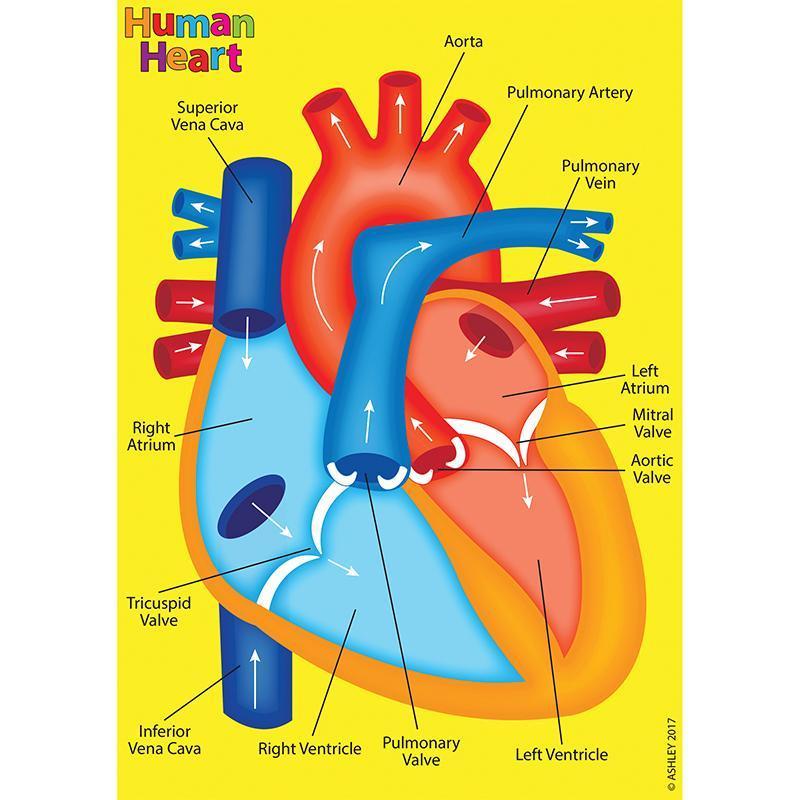 HUMAN BODY FOAM MANIPULATIVES HEART-Supplies-JadeMoghul Inc.