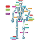 HUMAN SKELETON MAGNETIC ACCENTS-Learning Materials-JadeMoghul Inc.