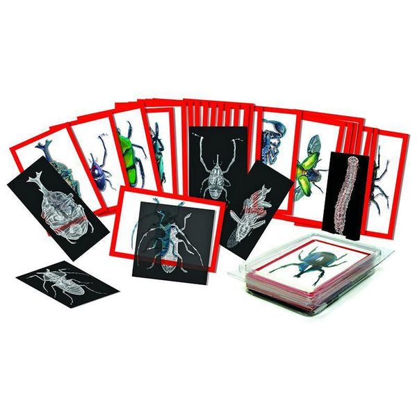 INSECT X-RAYS AND PICTURE CARDS-Arts & Crafts-JadeMoghul Inc.