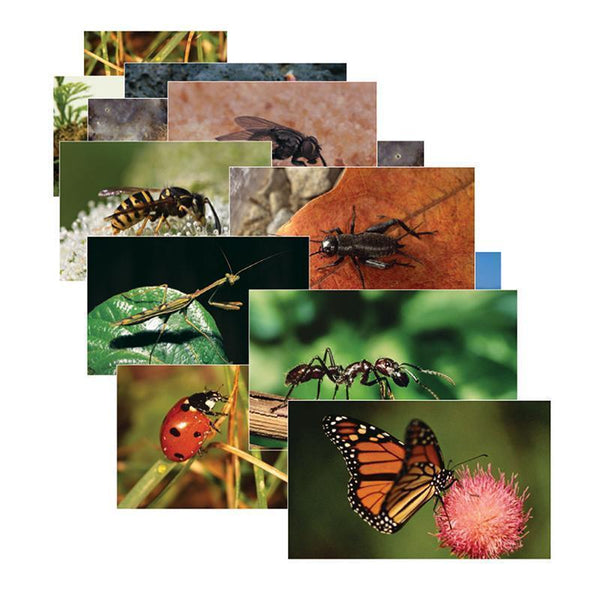 INSECTS 14 POSTER CARDS-Learning Materials-JadeMoghul Inc.