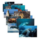 Learning Materials Sea Life 14 Poster Cards STAGES LEARNING MATERIALS