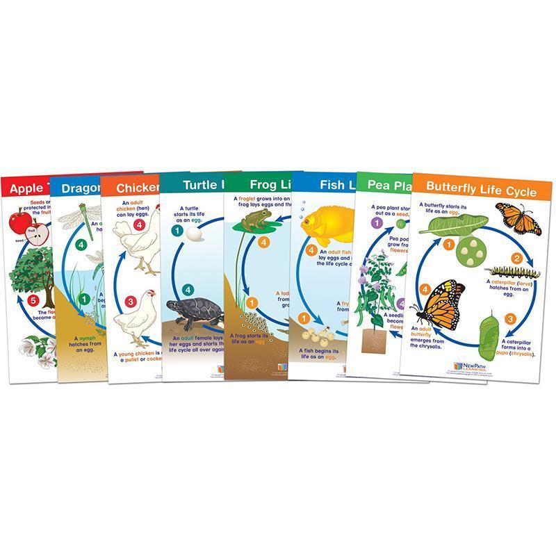 LIFE CYCLES SET OF 8-Learning Materials-JadeMoghul Inc.