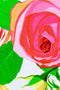 Little Rosarium Donna Set - Women-Rosarium-XS-Pink/Yellow/Green-JadeMoghul Inc.