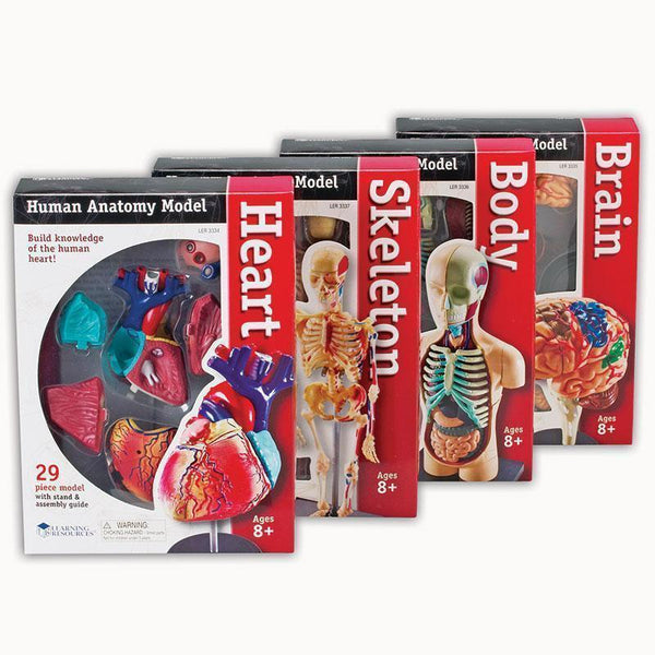 MODEL ANATOMY BUNDLE SET-Learning Materials-JadeMoghul Inc.