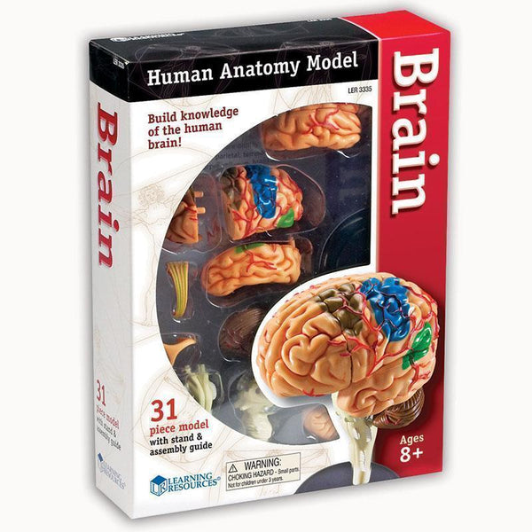 MODEL BRAIN ANATOMY-Learning Materials-JadeMoghul Inc.