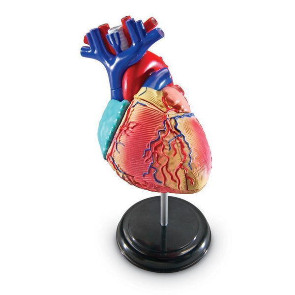 MODEL HEART ANATOMY-Learning Materials-JadeMoghul Inc.