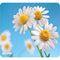 NatureSmart(TM) Mouse Pad (Daisies)-Mice & Mouse Pads-JadeMoghul Inc.