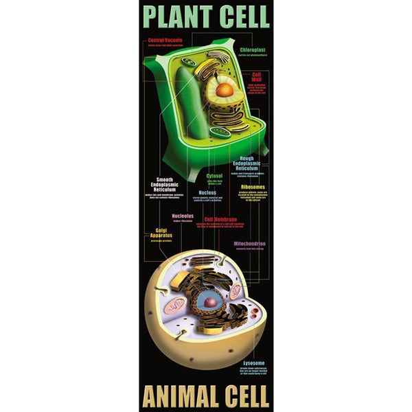 PLANT AND ANIMAL CELLS-Learning Materials-JadeMoghul Inc.