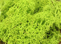 20g Artificial plant eternal life moss / Garden home decoration wall DIY Flower material Mini Garden Micro Landscape Accessories