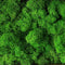 20g Artificial plant eternal life moss / Garden home decoration wall DIY Flower material Mini Garden Micro Landscape Accessories