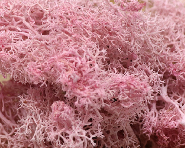 20g Artificial plant eternal life moss / Garden home decoration wall DIY Flower material Mini Garden Micro Landscape Accessories