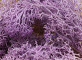 20g Artificial plant eternal life moss / Garden home decoration wall DIY Flower material Mini Garden Micro Landscape Accessories