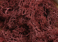 20g Artificial plant eternal life moss / Garden home decoration wall DIY Flower material Mini Garden Micro Landscape Accessories